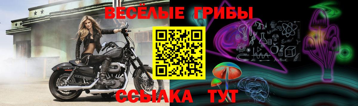 Псилоцибиновые грибы мухоморы  магазин продажи наркотиков  Сунжа  Вход с VPN 
